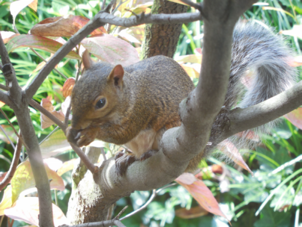 squirrel - photo courtesy of Jim Lillicotch